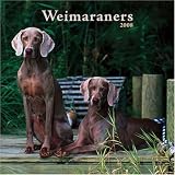 Weimaraners 2008 Square Wall