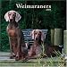 Weimaraners 2008 Square Wall Calendar (German, French, Spanish and English Edition)