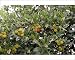 Photographic Prints of WAT-14485 Strawberry Tree - in park from Ardea Wildlife Pets