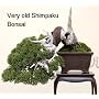 Shimpaku Chinese Juniper Bonsai Starter Plant - 3" pot