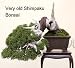 Shimpaku Chinese Juniper Bonsai Starter Plant - 3\