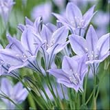 Brodiaea Ocean Queen 25/50/100 - 20 bulbes de fleurs