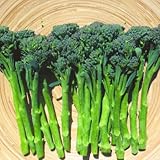 茎ブロッコリー：スティックセニョールの苗2.5号ポット 6株セット