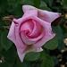 Sympathy Gifts-Rose Compassion