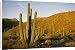 Canvas Prints of Mexico, Baja, Santa from Danita Delimont