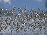 Flock of Western Sandpipers in Flight Premium Photographic Poster Print by Momatiuk & Eastcott , 30x40