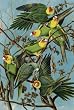 Audubon Carolina Parakeets Wooden Jigsaw Puzzle
