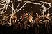 SPECIAL LIVE DVD 「BRAHMAN / EGO-WRAPPIN’ SPECIAL LIVE SURE SHOT 」