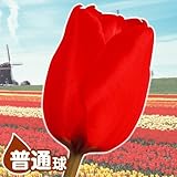 国華園　チューリップ球根　普通球　赤　100球
