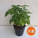 [大きいサイズのハーブ苗]バジル：スィートバジル　エメリト4号ポット 2株セット