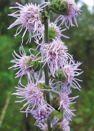 Rough Blazing Star (Liatris aspera), Seed Packet, True Native Seed