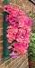 Flower Pouches: Pack of 4