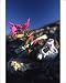 Photographic Prints of Dwarf Fireeweed a vertebra from ArcticPhoto