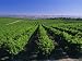 Mclaren Vale-Oliverhill Wines Vineyards, South Australia, Australia Art Photographic Poster Print by Neale Clarke, 24x18