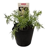 花市場直送便 ハーブ苗 カモミール 28入