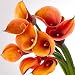 Marissa-s Premium Blooms Calla Lily 7-Bulb Set By Spray-N-Grow