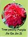 Tree Peony Jia Ge Jin Zi