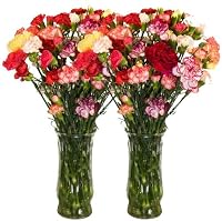 California Mini Carnations Flower Bouquet Shipping 51qn62v4C6L. SL200 SL200