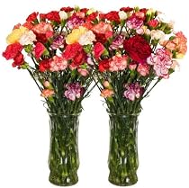 California Mini-Carnations Flower Bouquet - Free Fast Shipping - Double Bouquet - 50 Stems