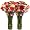California Mini-Carnations Flower Bouquet - Free Fast Shipping - Double Bouquet - 50 Stems - Free Fast Shipping