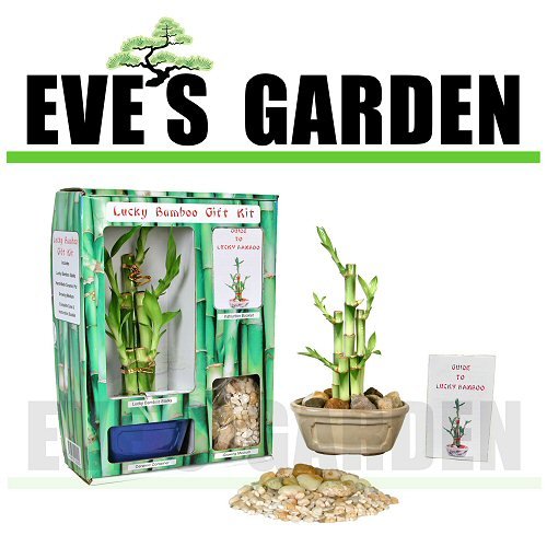 Eve's Garden Gifts Lucky Bamboo Gift Kit - Complete with 5 Lucky Bamboo Stalks, Vase, Pebbles, Ready to Plant, Gift of Good Fortune and Luck