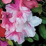 Azalea - Azalea Autumn Chiffon