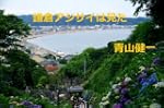 kamakura ajisai ha mita
