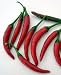 Mek Phet Pepper Plant - VERY HOT - From Laos