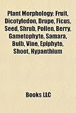 Plant Morphology: Fruit, Dicotyledon, Drupe, Ficus, Seed, Shrub, Pollen, Berry, Gametophyte, Samara, Bulb, Vine, Branch, Epiphyte, Shoot-