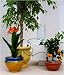 Outdoor Living : IRISO WATERING KIT - 3 DRIPPERS FOR 5 LTR BOTTLE