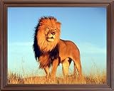 Large African Lion Cat Watch Animal Wildlife Picture Framed Art Print