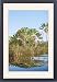Framed Prints of AEB-2966 South Madagascar - Travellers Palm from Ardea Wildlife Pets