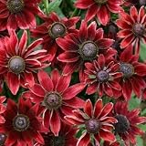 Cherry Brandy Rudbeckia 25 Seeds - 2009 EXCLUSIVE/NEW