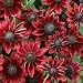 Cherry Brandy Rudbeckia 25 Seeds