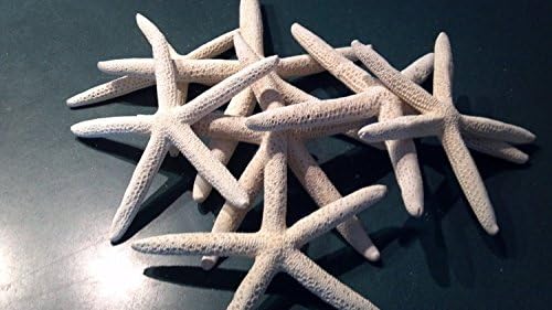 Perfectbaby Set of 10 White Linkia Starfish Wedding Decor/christmas Decorations 6"-8"