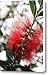 Bottlebrush Closeup Canvas Print / Canvas Art - Artist Carol Groenen