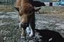 Classic American Buffalo Film DVD: 1956 Buffalo & Bison Animal Herd & Calf History Pictures Film
