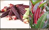 Nature Seeds F1 Hybrid Red Okra / Ladys / Ladies / Finger 30 Vegetable Gardening Seeds 51qqLrSVD2L. SL160 Nature Seeds F1 Hybrid Red Okra / Ladys / Ladies / Finger 30 Vegetable Gardening Seeds