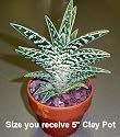 Partridge Breast Aloe Plant