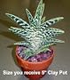 Partridge Breast Aloe Plant-Aloe variegata-Easy to grow