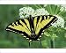 Photographic Prints of Western Tiger Swallowtail Butterfly on Queen Anne?s Lace flower from Ardea Wildlife Pets