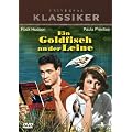 Ein Goldfisch an der Leine