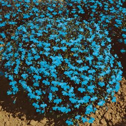 200 CAMBRIDGE BLUE LOBELIA Erinus Flower Seeds