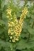 Pflanzenset: 3 x Verbascum nigrum - Schwarze Königskerze