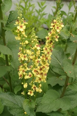 Pflanzenset: 3 x Verbascum nigrum - Schwarze Königskerze
