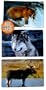 3-D Wildlife Animals Souvenir Postcards Set Of 3 For Children