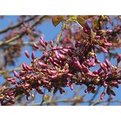 Seedeo Judasbaum (Ceris siliquastrum) 50 Samen