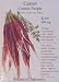 Carrot Cosmic Purple Seeds 175 Seeds