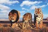 Clementoni - Puzzle - Wild life