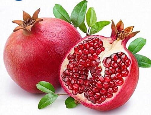 Higarden Pure Raw Natural Wild Ephedra Sinica ephedra Herbal Tea Tea anti-tos, fating, aging, asthma Free Shipping